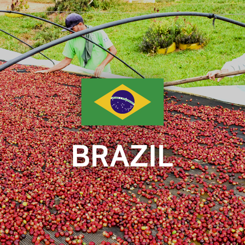 브라질 NY2 FC Cerrado 14/16